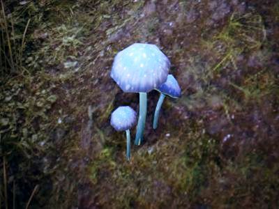 Файл:ON-node-Violet Coprinus.jpg