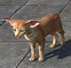 ON-item-furnishing-Big-Eared Ginger Kitten.jpg