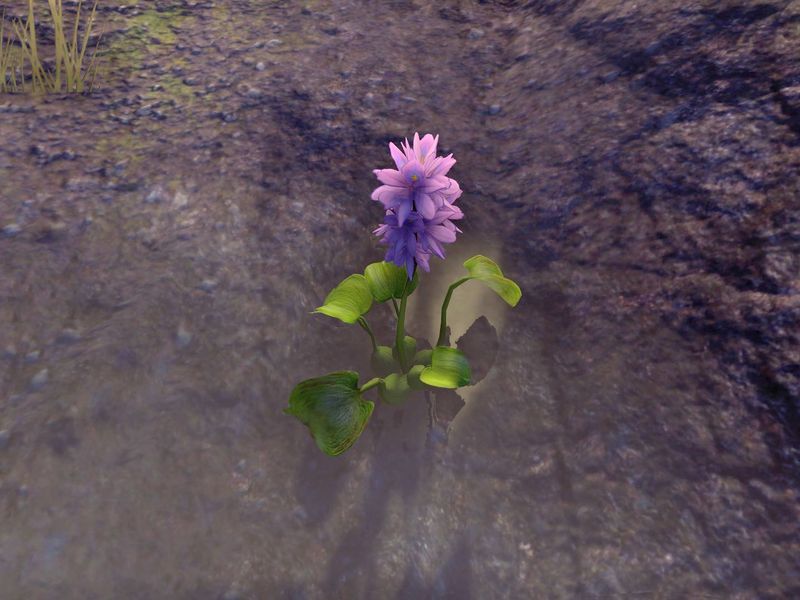 Файл:ON-node-Water Hyacinth.jpg