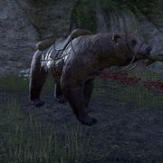 ON-mount-Cave Bear Mount.jpg