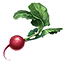 ON-icon-food-Radish.png