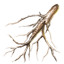 ON-icon-food-Canis Root.png