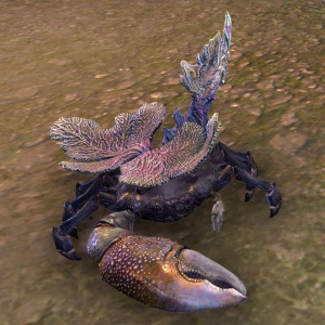 ON-pet-Coral Mudcrab.jpg