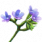 ON-icon-reagent-Bugloss.png