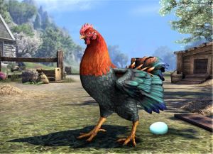 ON-pet-Mara's Spring Chicken.jpg