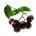 ON-icon-food-Acai Berry.png