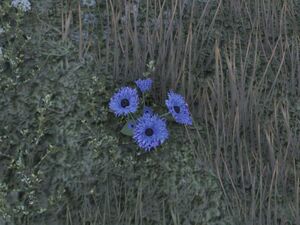 ON-node-Corn Flower.jpg