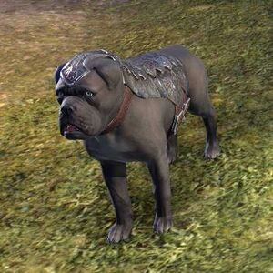 ON-pet-Alliance War Dog (Covenant).jpg