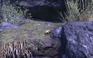 ON-quest-A Reign of Frogs.jpg