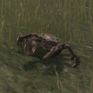 ON-pet-Rufous Mudcrab.jpg