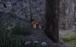 ON-node-Namira's Rot.jpg