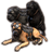 ON-icon-pet-Alliance War Dog.png