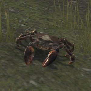 ON-pet-Nibenay Mudcrab.jpg