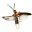 ON-icon-reagent-Torchbug Thorax.png