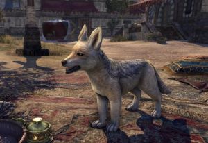 ON-pet-Hallin’s Jackal.jpg