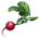 ON-icon-food-Radish.png