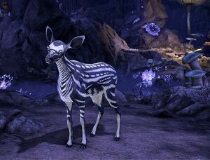 ON-pet-Vale Fawn.jpg