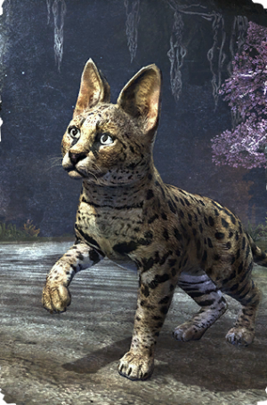 ON-card-Senche-Serval Kitten.png