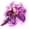 ON-icon-reagent-Nightshade.png