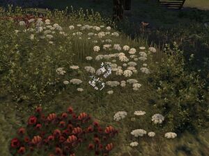 ON-node-Lady's Smock.jpg