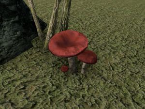 ON-node-Emetic Russula.jpg