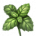 ON-icon-food-Mint.png