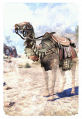 ON-card-Anka-Ra Sandcamel.png